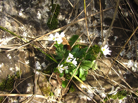 Arabis sp. forse? e se s allora quale?